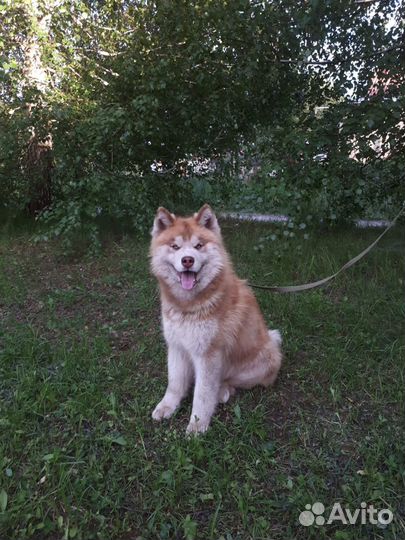 Собака в добрые руки,отдам бесплатно