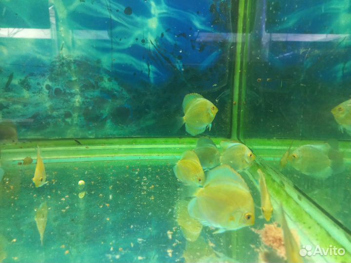 Дискус блю даймонд