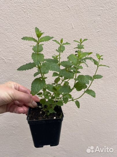 Мяты и пряные травы