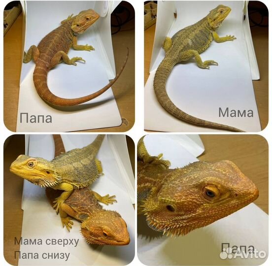 Бородатые агамы (цитрус, оранж)