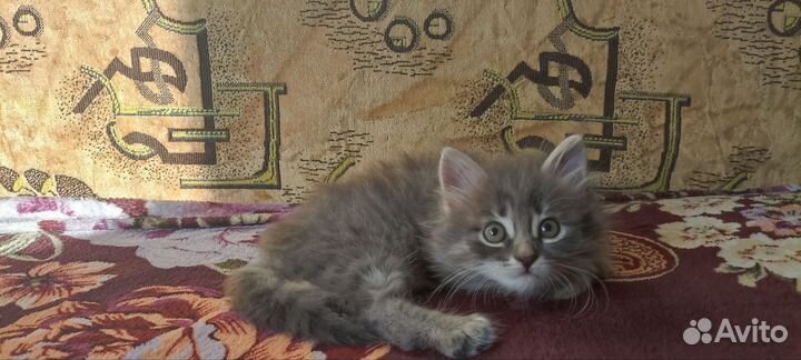 Кошка в дар тульский