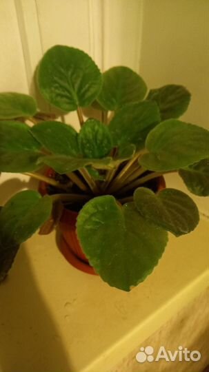 Фиалка в горшках (синяя)