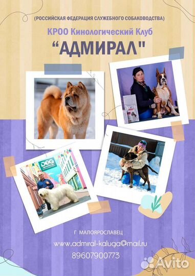 Передержка для собак