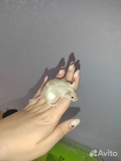 Малыши мышки