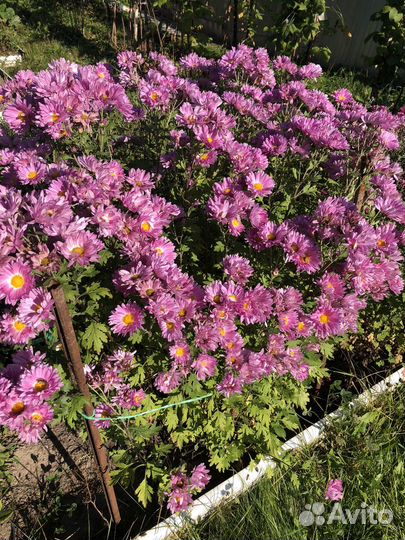 Хризантемы