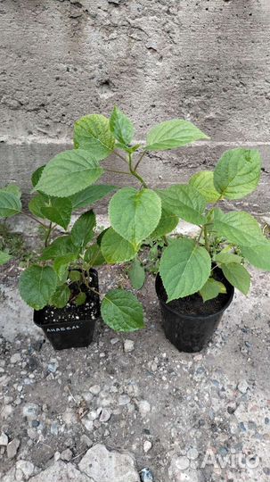 Гортензия Анабель, есть цветущие