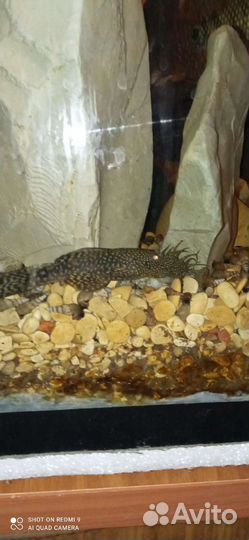 Анциструсы