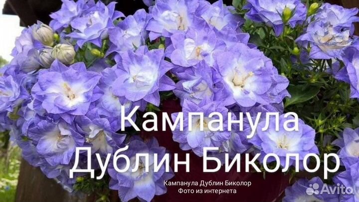 Кампанула махровая Дублин Биколор, Дублин Вайт