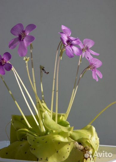 Drosera dionaea nepenthes семена