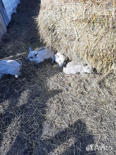 Поросята венгерской мангалицы