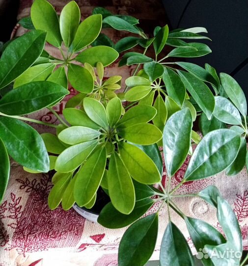 Шеффлера 2шт в одном