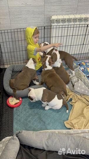 Щенки американского булли