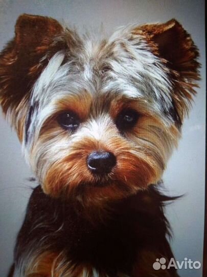 Услуги грумера