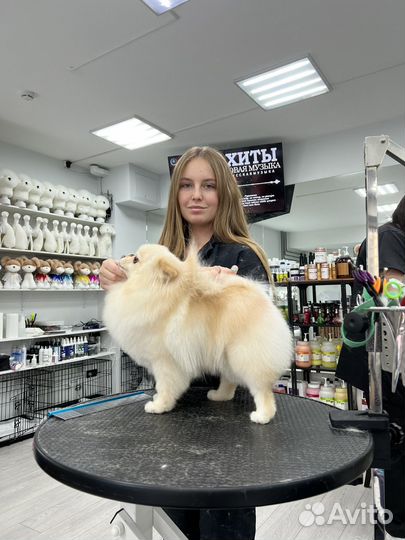 Помощник грумера