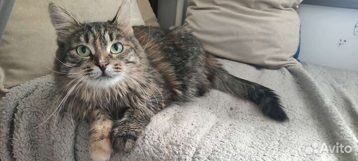 Молодая миниатюрная кошка Юкико в дар