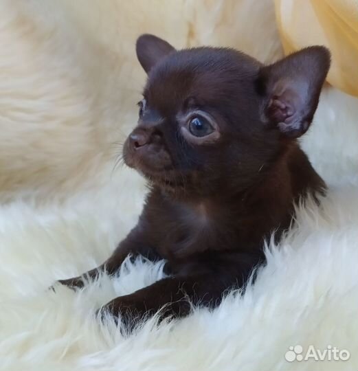 Щенки чихуахуа