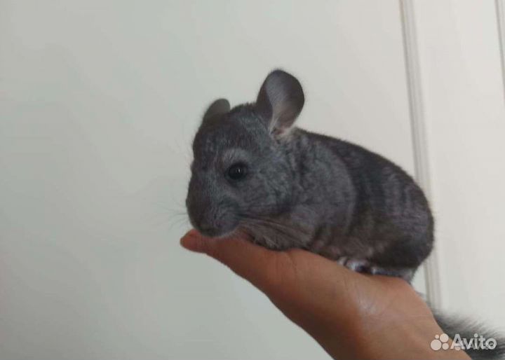 Шиншилла