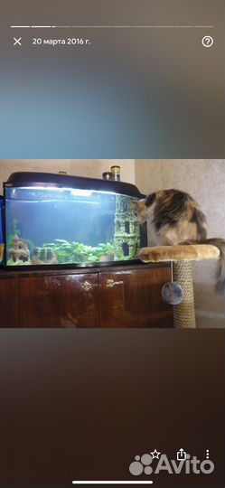 Аквариум Акваэль 100 литров