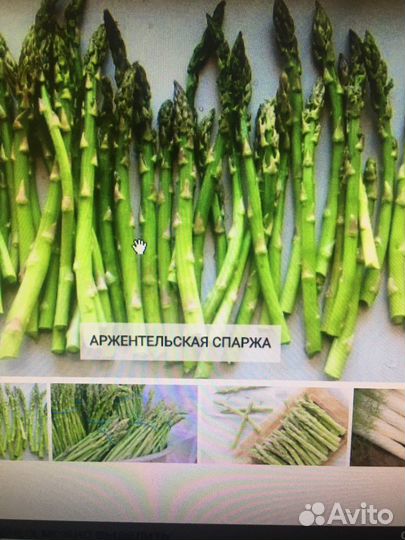 Кусты сортовой спаржи