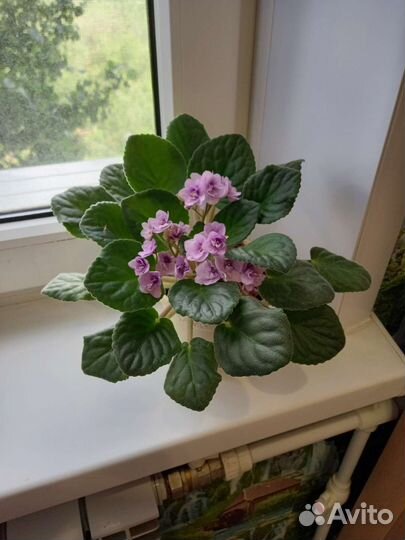 Комнатные цветы фиалки