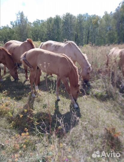 Продается жеребец