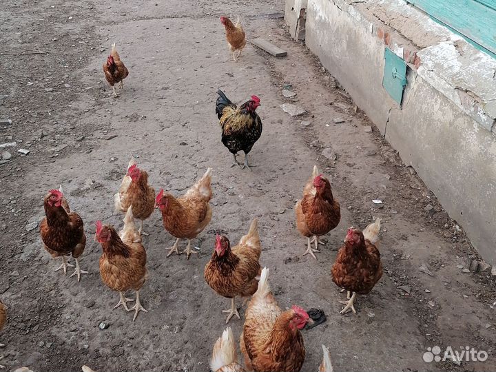Куры несушки продам