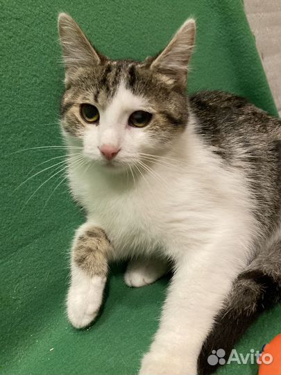 Шурик ищет родителей