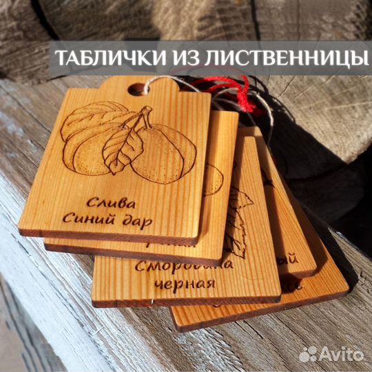 Табличка для сада - Вишня Владимирская