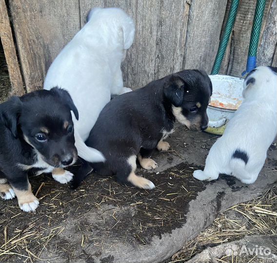 Щенки бесплатно