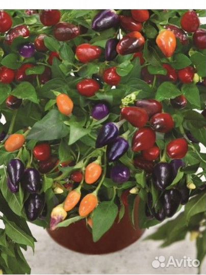 Рассада острого перца