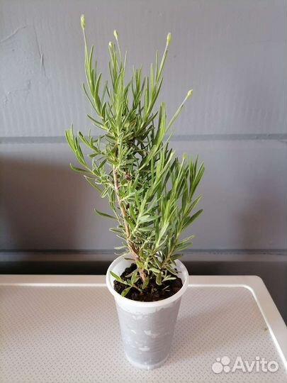 Рассада лаванды