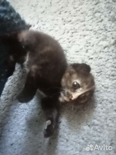 Котята вислоушки