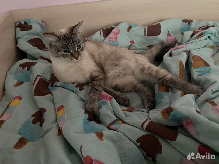 Пропала кошка Пожигово