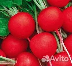 Семена редиса Родос