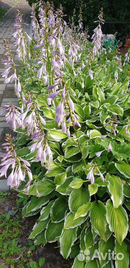 Хоста растение