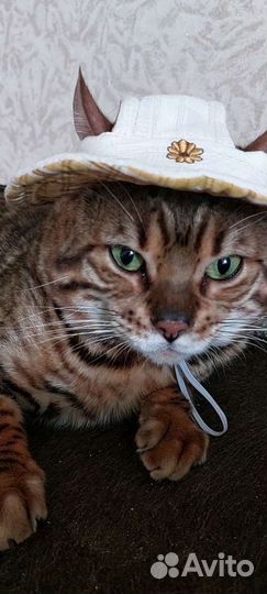 Кот бенгальский вязка