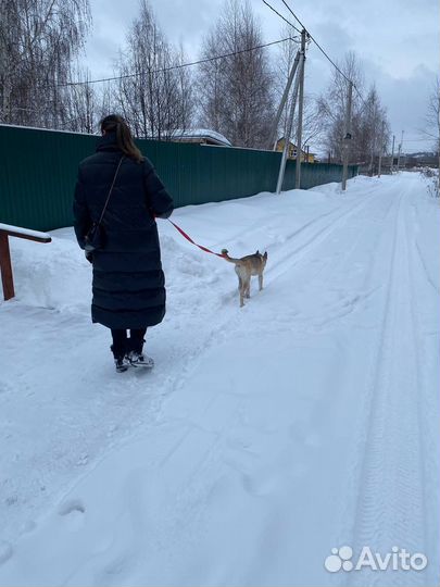 Собака Щенок бесплатно в добрые руки