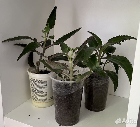 Каланхоэ лечебное