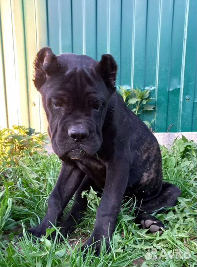 Щенки кане корсо(девочка)