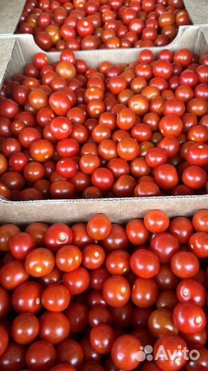 Чери помидор ветка помидор опт