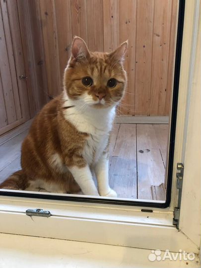 В добрые руки