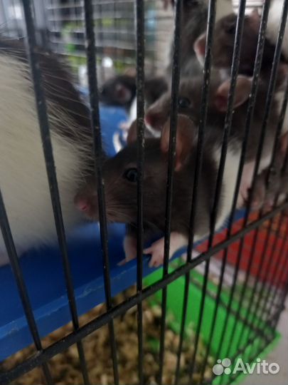 Крыса дамбо