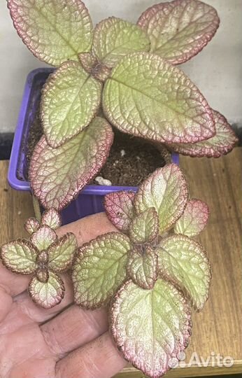 Эписции сортовые