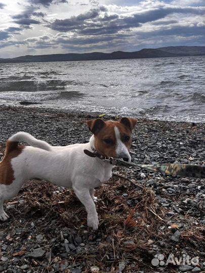 Вязка собак джек рассел