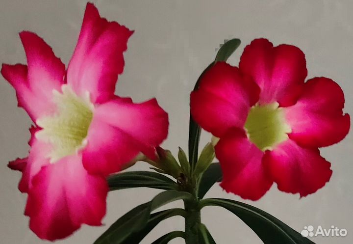 Комнатные цветы Адениумы (малиново-розовый)