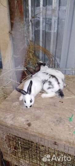 Кролики разных возрастов