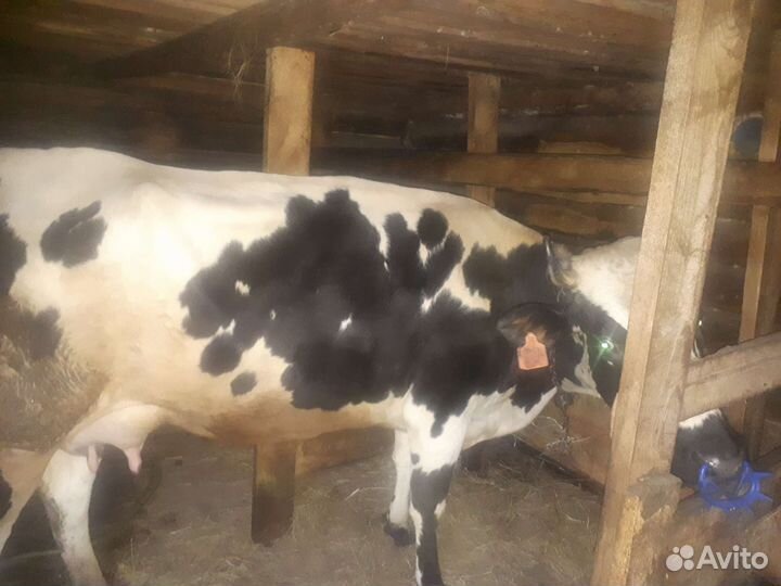 Корова, телята