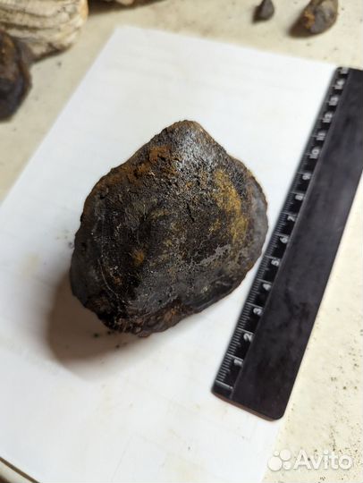 Окаменелый маллюск, внутри керченит