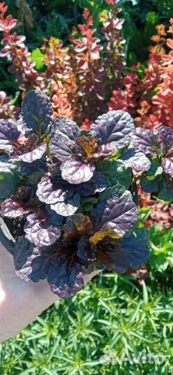 Живучка ползучая