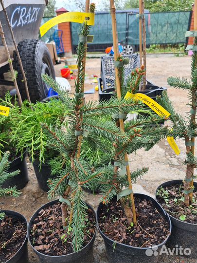Саженцы хвойных растений. Редкие ели